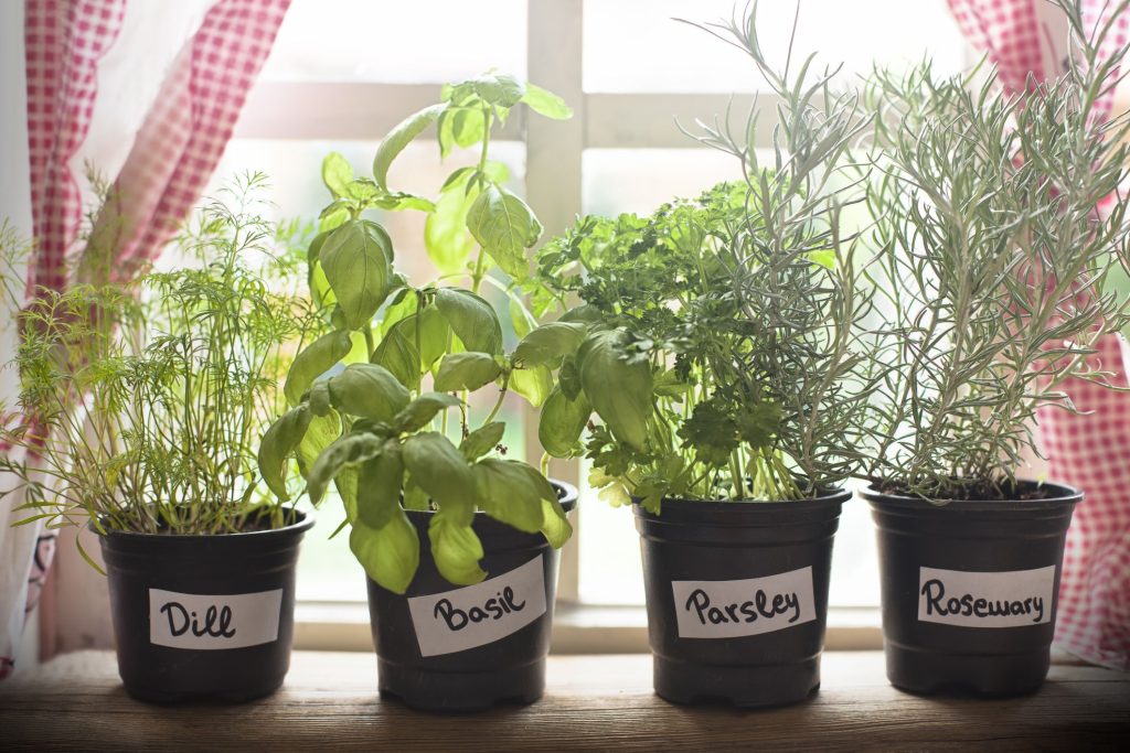 herbs growing in kitchen royalty free image 1580917985