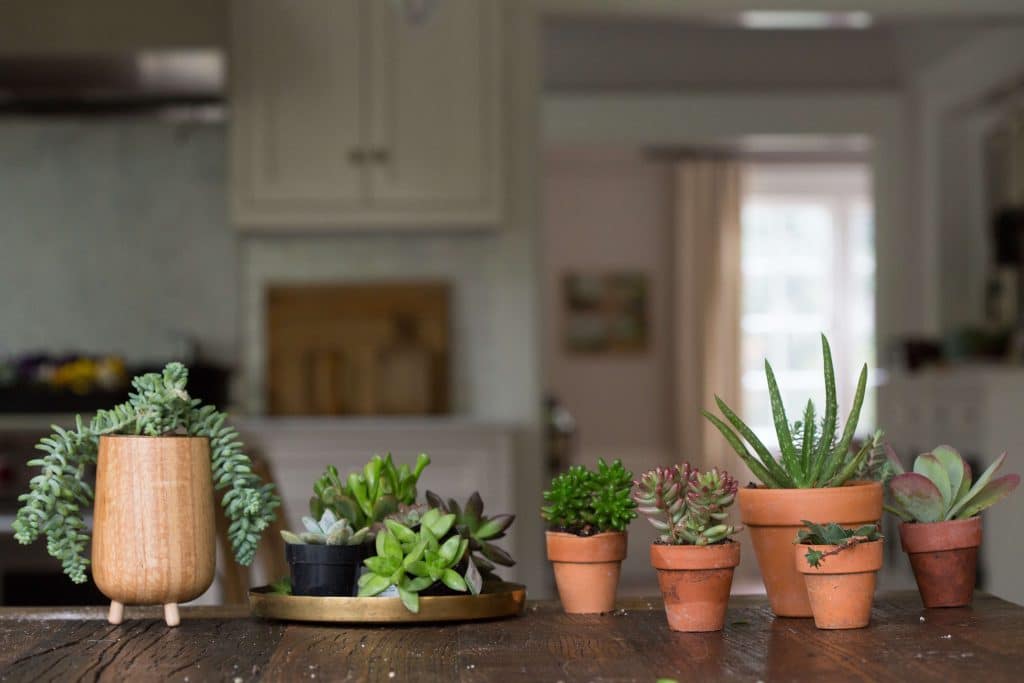 succulents care winter tips mimi giboin