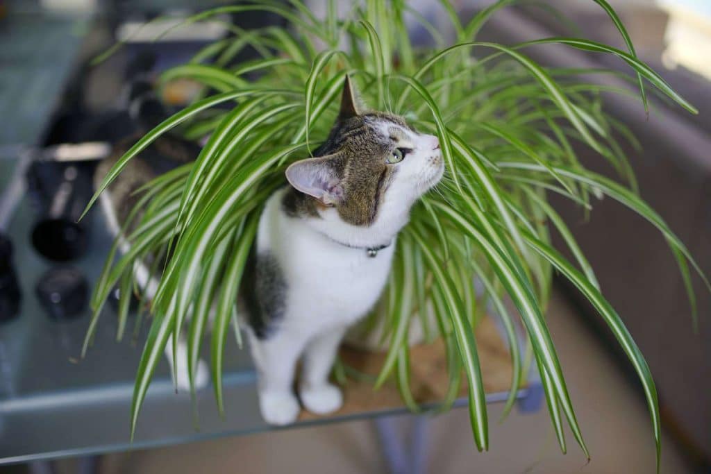 Catplayingspiderplant 79a35c10d4134d359c06fd29a1ac6ab6