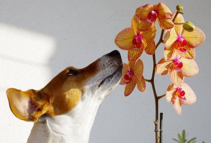 Dog Ate Orchid e1699347123146
