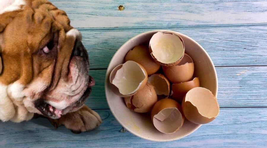 bulldog sniffing a bowl of cracked eggshells 900x500 1