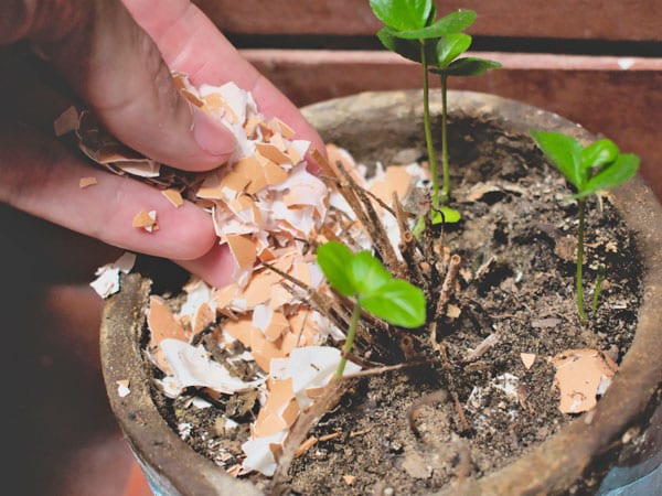 fertilize garden eggshells