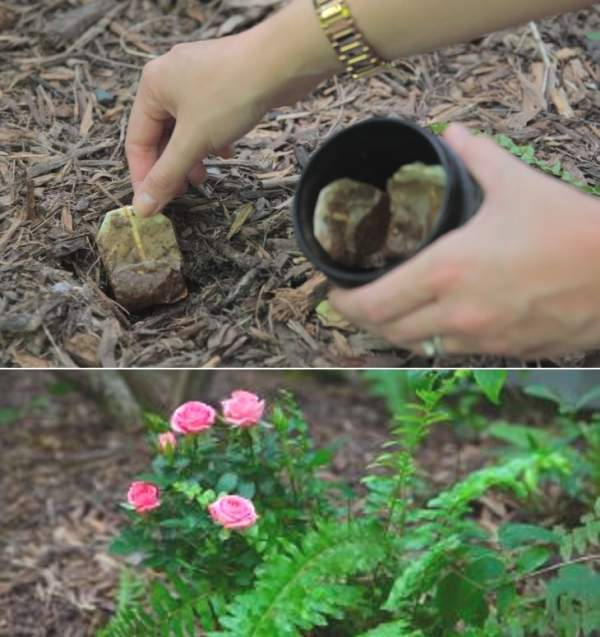 Dont Throw Your Old Tea Bags Away There Are A Multitude Of Amazing Uses For Them8