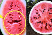 If you open a watermelon you find these cracks in it thumb