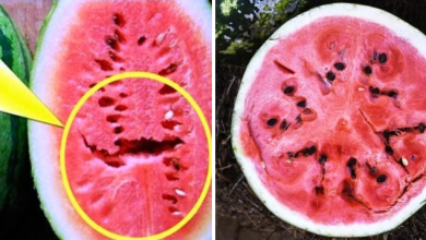 If you open a watermelon you find these cracks in it thumb