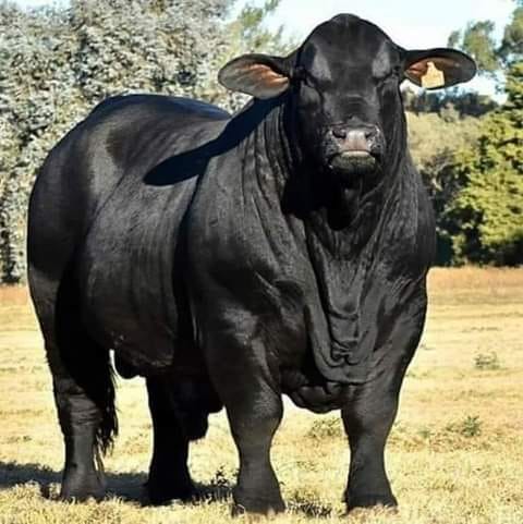 I Recently Spent $6,500 On This Registered Black Angus Bull