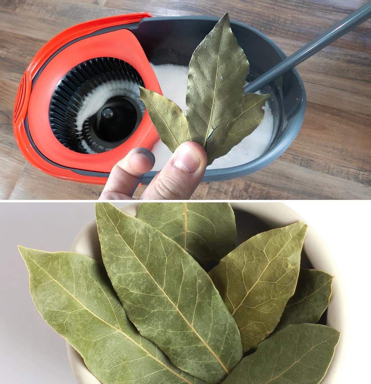 Heres Why You Need To Put A Bay Leaf In The Mop Bucket1