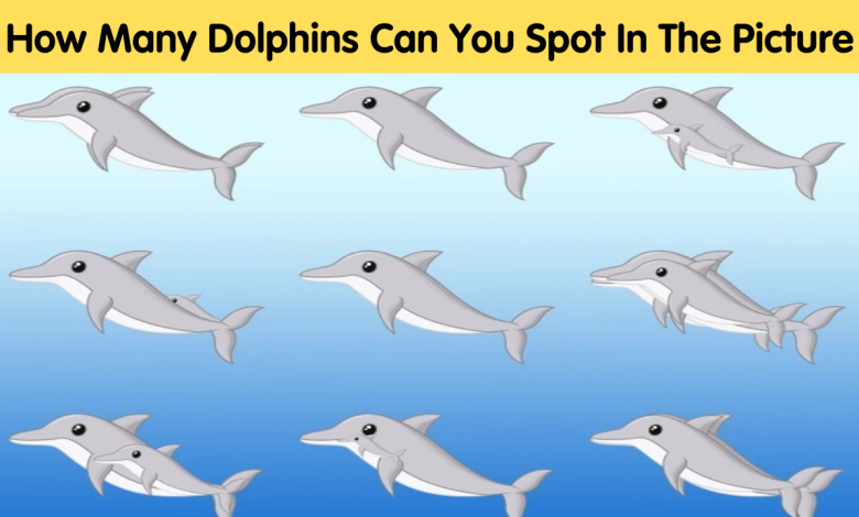 How Many Dolphins Can You Spot In The Picture