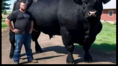 I Recently Spent $6,500 On This Registered Black Angus Bull55