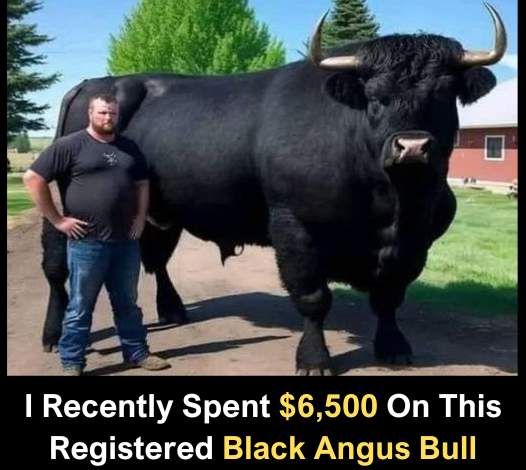 I Recently Spent $6,500 On This Registered Black Angus Bull55