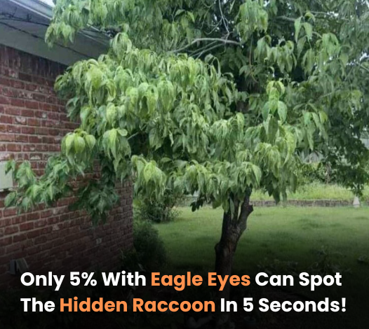 Only 5 With Eagle Eyes Can Spot The Hidden Raccoon In 5 Seconds e1723013955776