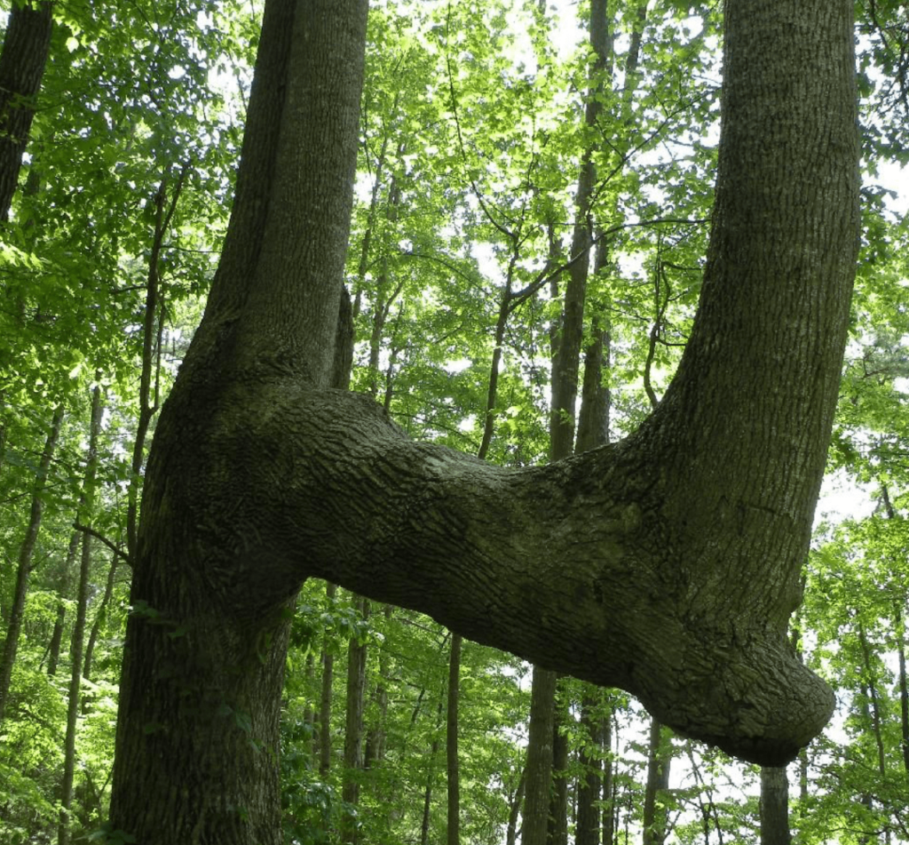 The Fascinating Tale of the Bent Trees That Guided Indigenous People3