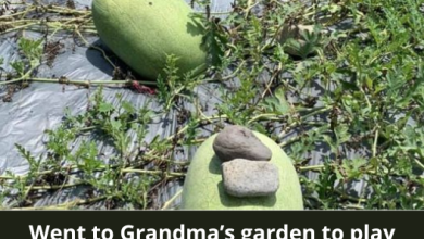 Why Do People Have To Put A Stone On Top Of A Watermelon?