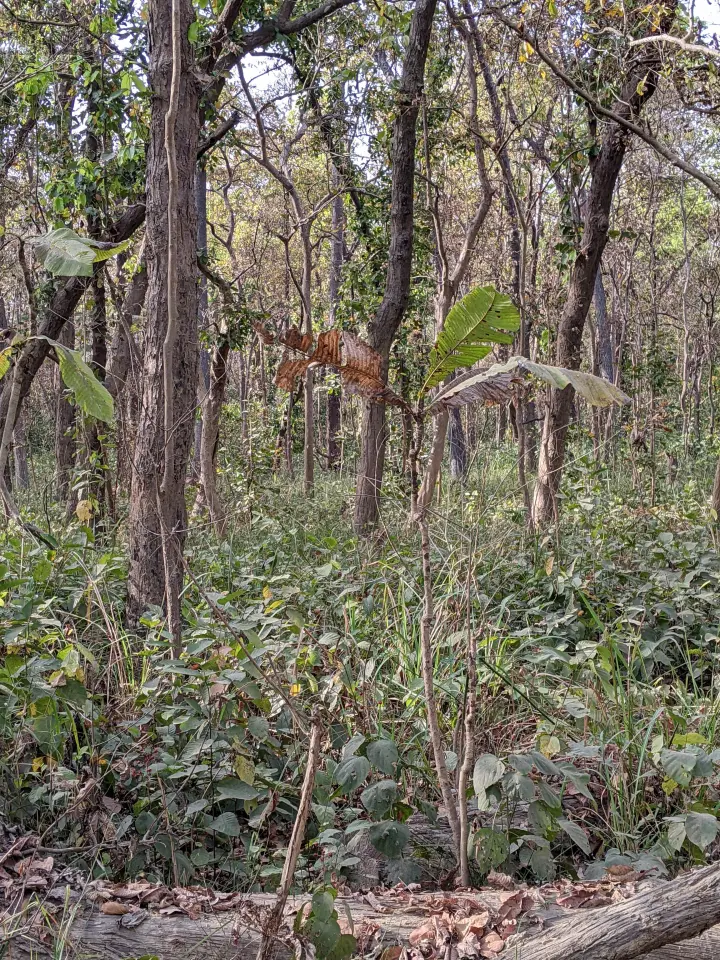 You Have A High Iq If You Can Spot The Hidden Tiger In This Jungle Photo In Just 15 Seconds1