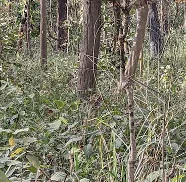 You Have A High Iq If You Can Spot The Hidden Tiger In This Jungle Photo In Just 15 Seconds66