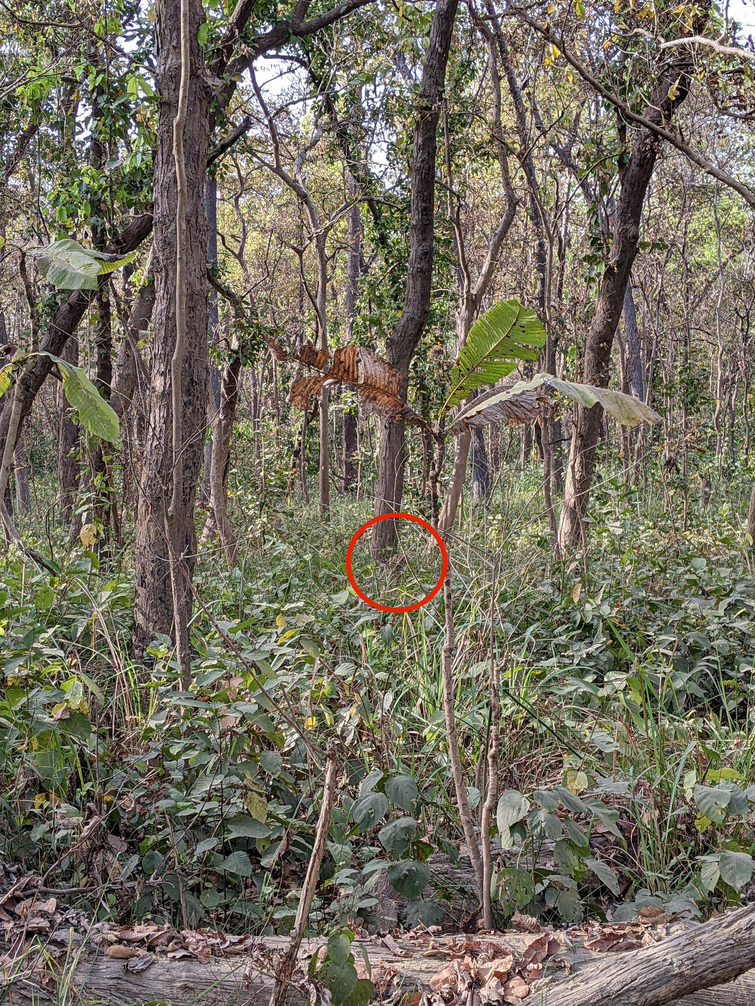 You Have A High Iq If You Can Spot The Hidden Tiger In This Jungle Photo In Just 15 Seconds666