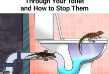 5 Creatures That Can Crawl In Through Your Toilet and How to Stop Them