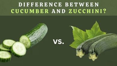 Difference Between Cucumber and