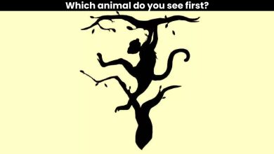 Optical illusion which animal do