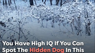 You Have A High IQ If You Can Spot The Hidden Dog In This Viral Photo Within 20 Seconds e1726470143697