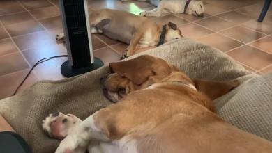 Sleeping Dogs Have JawDropping Reaction When Their Dad Whispers