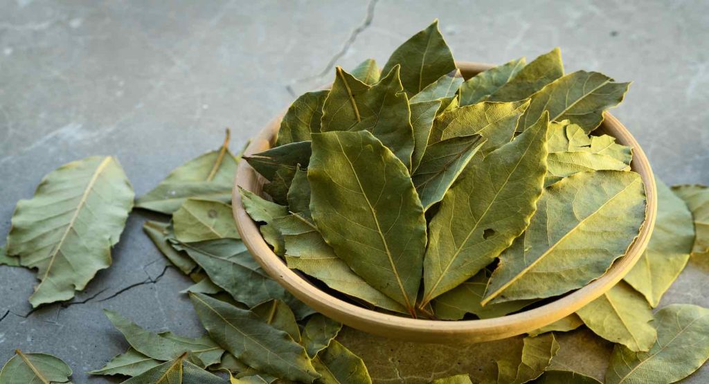 Bay Leaves 1024x555 1