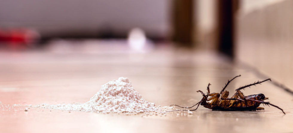 How quickly does baking soda kill roaches 980x445 1