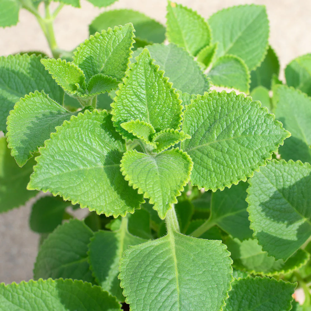 indianborage 2