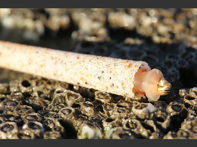worm lagis pectinaria koreni trumpet worm 19 01 11 5