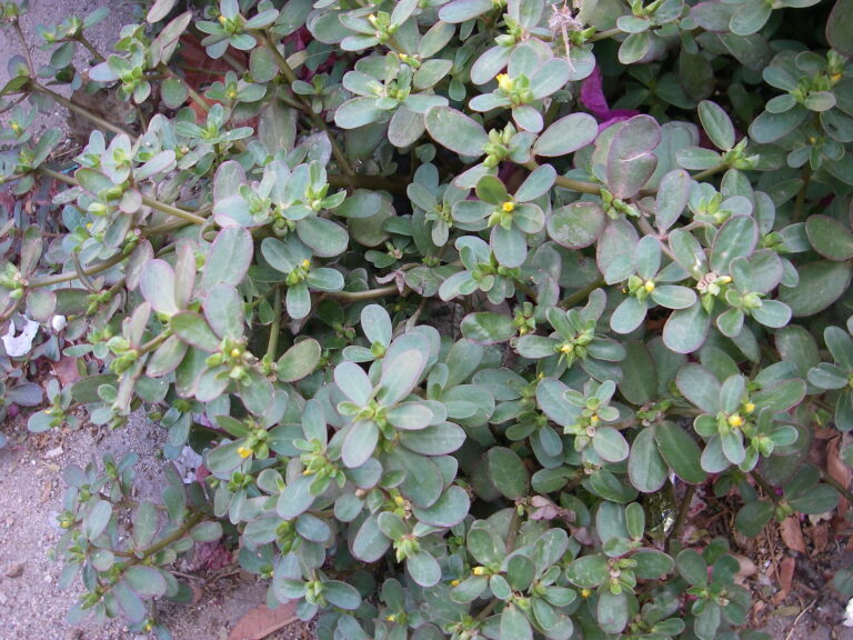 Purslane closeup 768x576 1