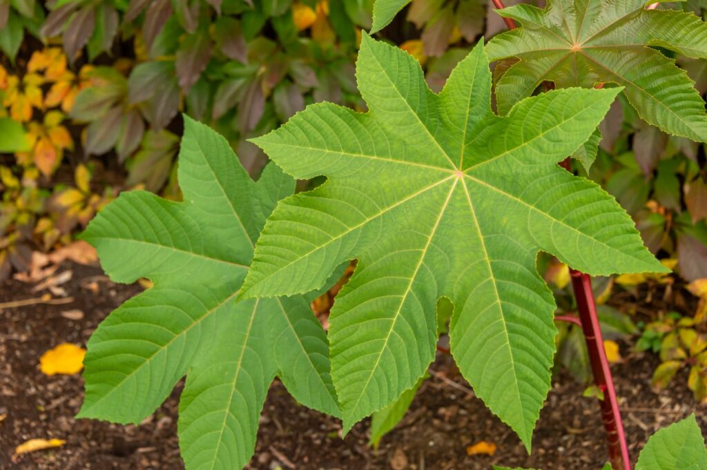 castor oil plant leaves 1024x681 1