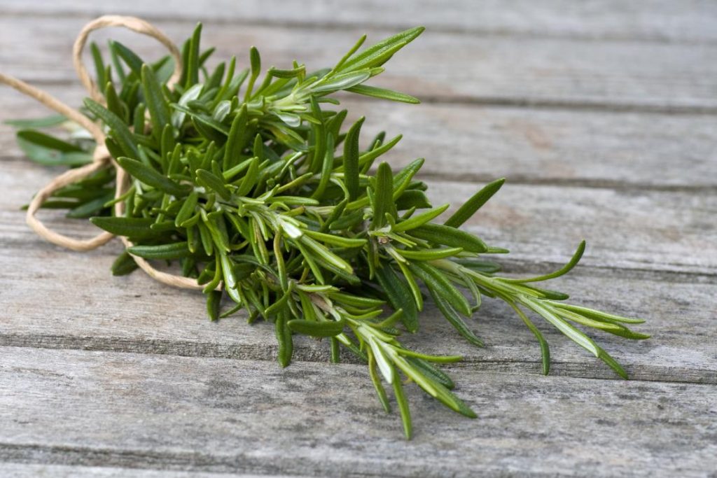 rosemary leaves bound in rope on wooden table 1024x683 1