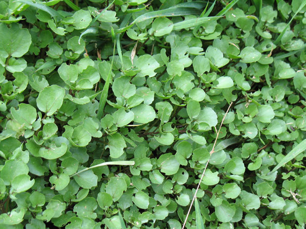 watercress