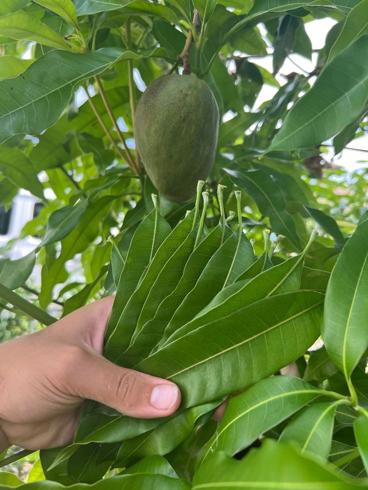 18 Ways Mango Leaves Can Boost Your Health and Wellness 10