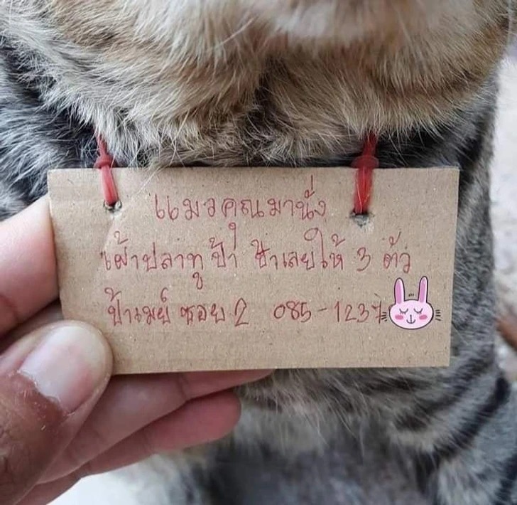 A Missing Cat Returns 2