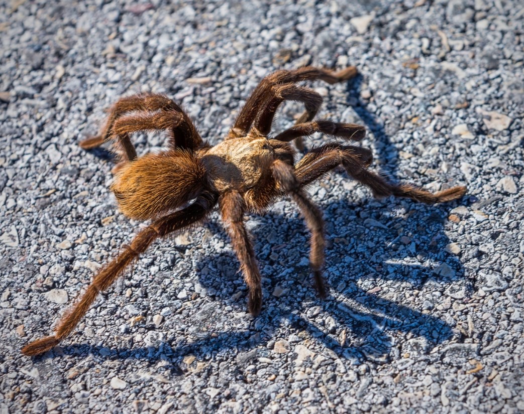 A stowaway tarantula caused havoc on a recent flight in Europe 2