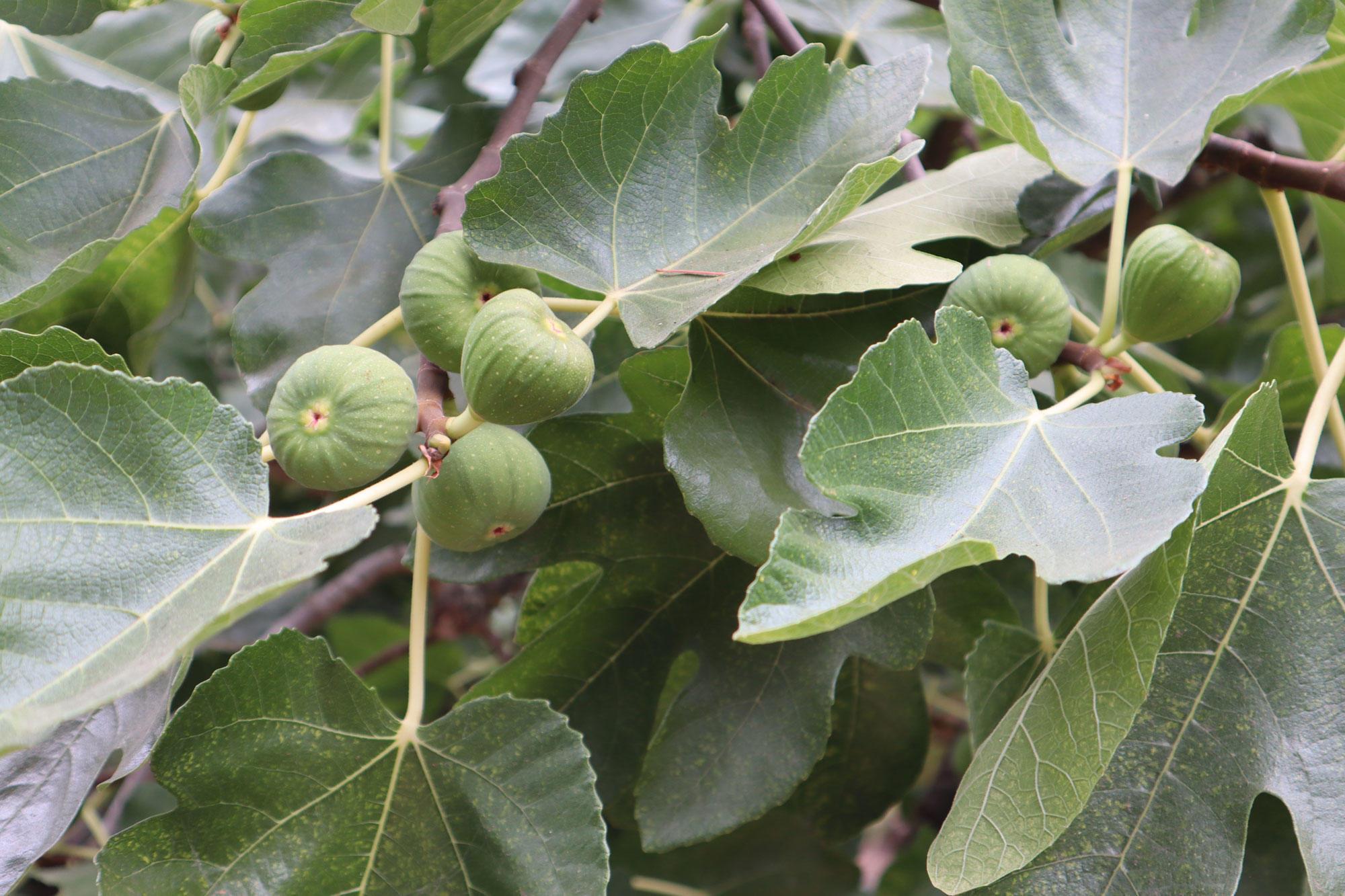 Harnessing the Power of Fig Leaves 1 1