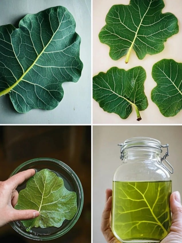 Harnessing the Power of Fig Leaves 1