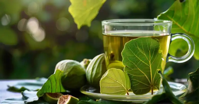 Harnessing the Power of Fig Leaves 2