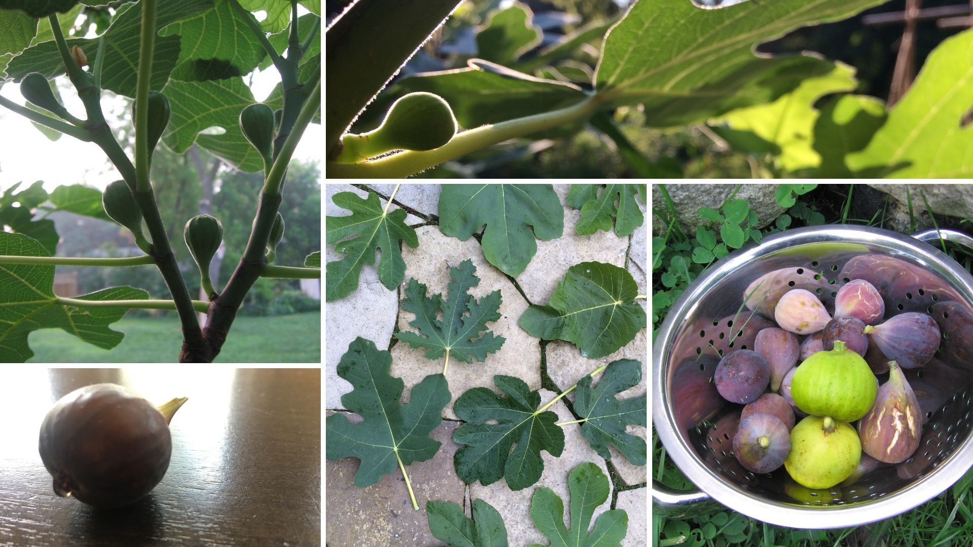 Harnessing the Power of Fig Leaves 3