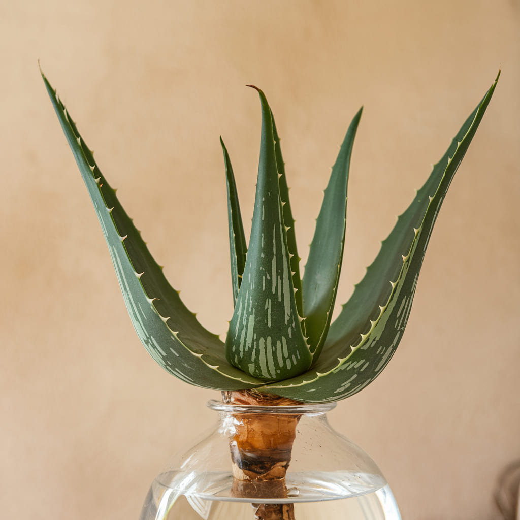 How Aloe Vera Stimulates Collagen Production