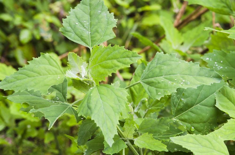 Lamb quarters plant pigweed