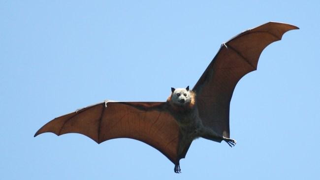 New Coronavirus HKU5CoV2 In Bats Can Infect Human Cells 4