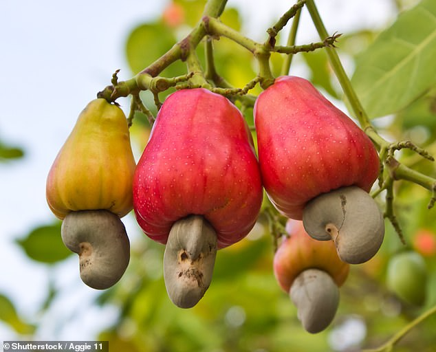 People online cant get over the knowledge of how CASHEWS grow 1 1