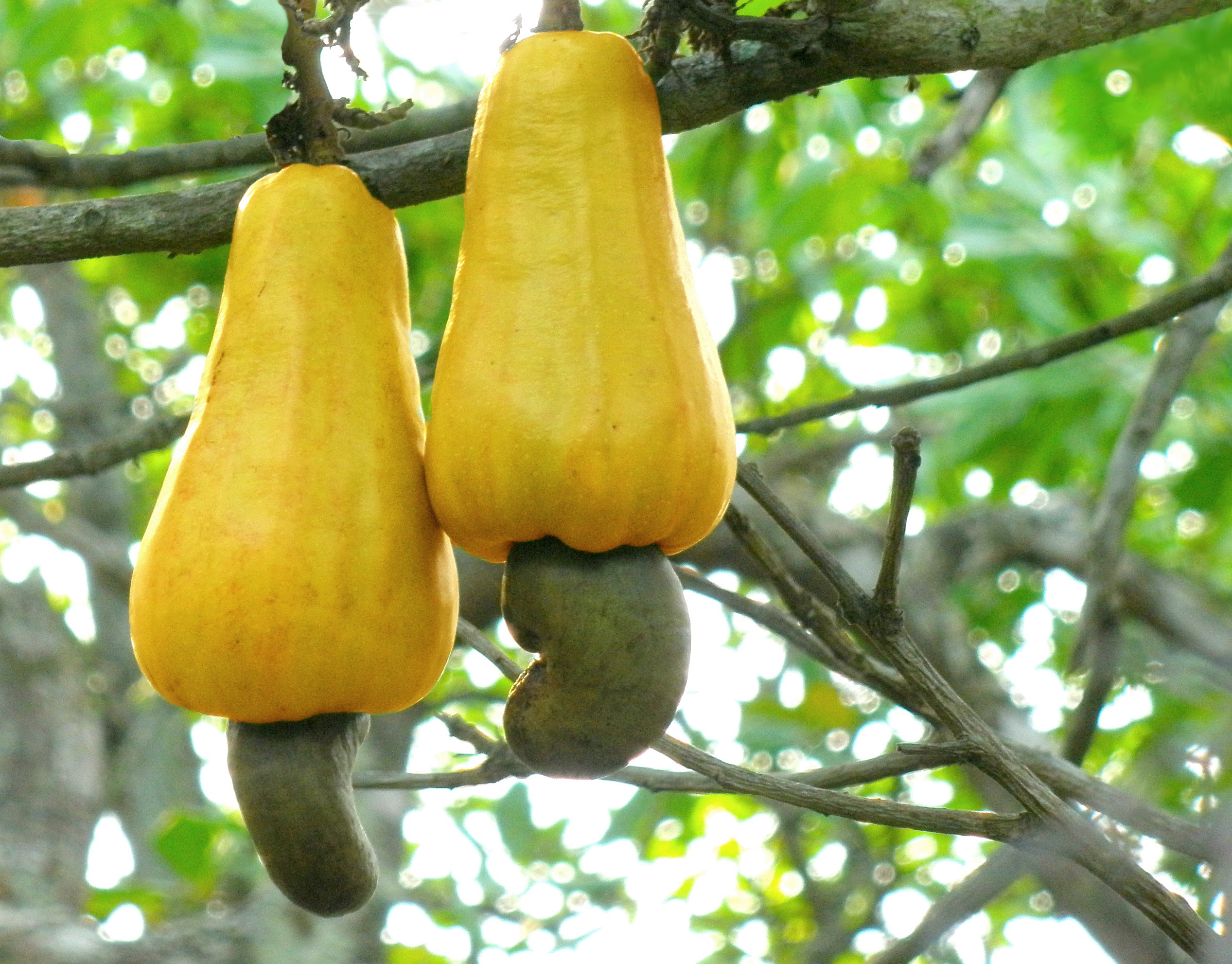 People online cant get over the knowledge of how CASHEWS grow 1