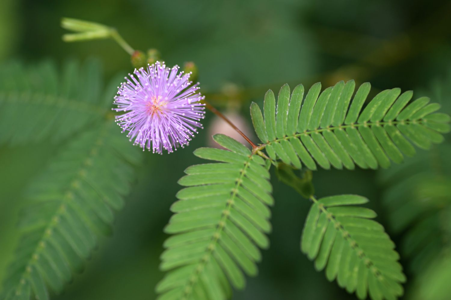 mimosa pudica plant profile 5072410 03 775a86b004bc46879d07487646318ecd