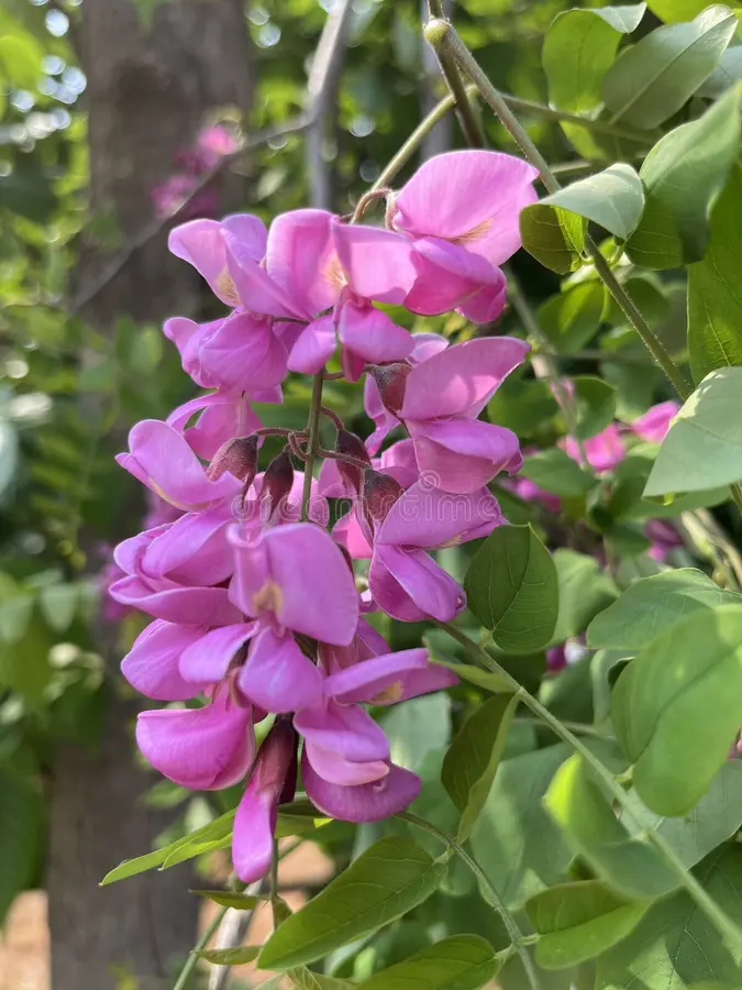 purple cassia flower purple cassia flowers blooming spring very beautiful 318439839