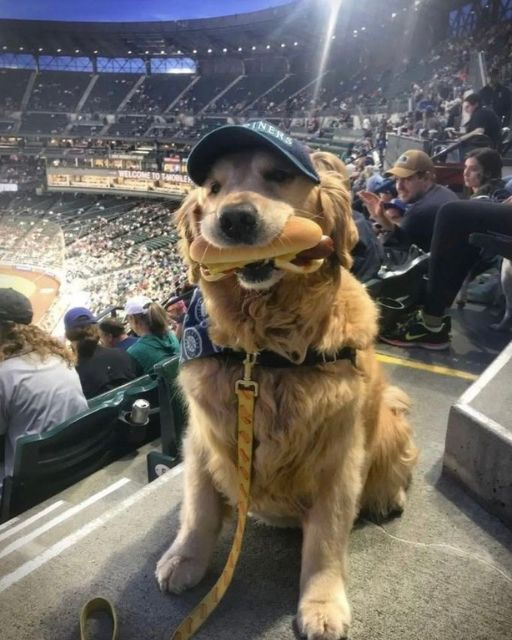 My Dog Stole A Hot Dog At The Ballgame, But Instead Of Getting Mad, The Crowd Did Something I Never Expected 1 12 1