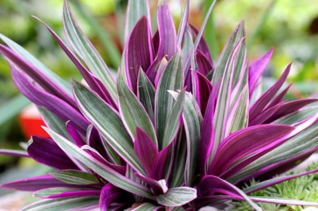 The Incredible Health Benefits of the Purple Maguey Plant — And How to Prepare It 2 22 2