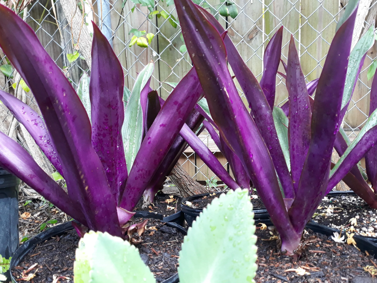 The Incredible Health Benefits of the Purple Maguey Plant — And How to Prepare It 6 22 4
